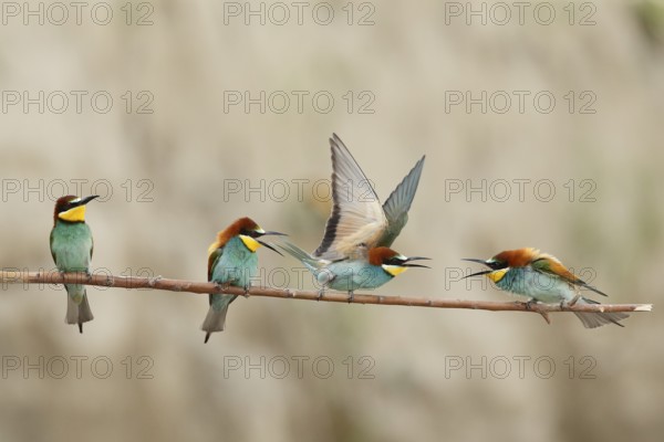 European Bee-eater (Merops apiaster), Piedmont, Italy