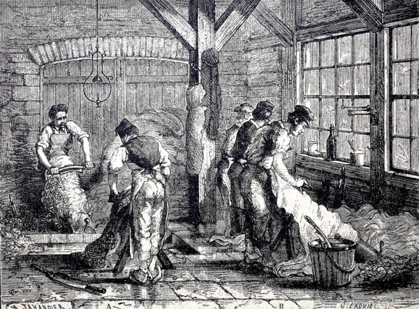 Leather processing, the hair removal and removal of the meat parts from the animal skins by means