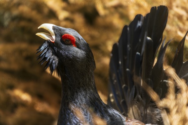 Close-up of a black bird with a red crest in a natural environment, capercaillie, cock (Tetrao