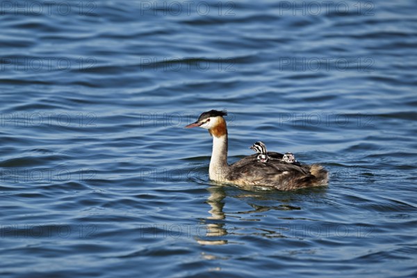 Great Crested Grebe (Podiceps Scalloped ribbonfish), with three chicks in plumage swimming in the