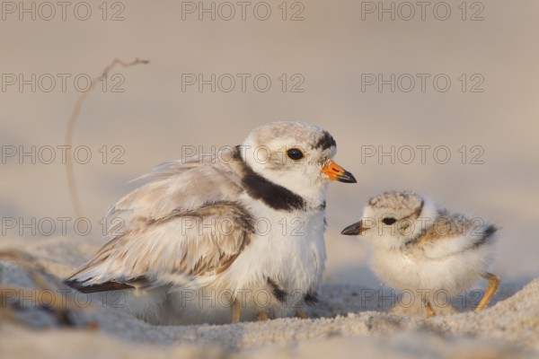 Piping Plover : Sandy Point : Plum Island, MA