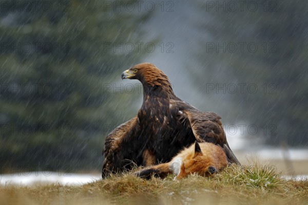 Golden Eagle feeding on kill Red Fox in the forest during rain and snowfall. Bird behaviour in the