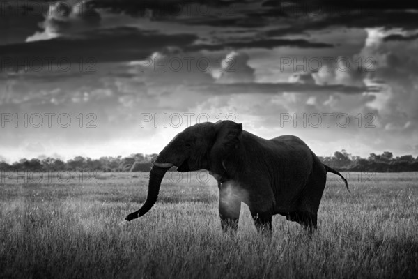 Black and white art photo. African safari. Elephant in the grass. Wildlife scene from nature,