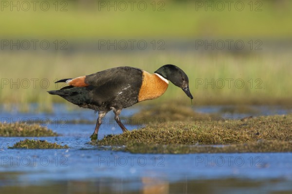 Australian Shelduck (Tadorna tadornoides) male, Victoria, Australia