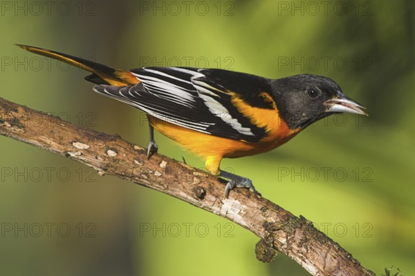 Baltimore Oriole (Icterus galbula) male, Costa Rica
