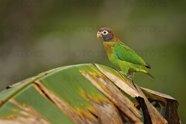Detail of parrot head. Brown-hooded Parrot, portrait of light green parrot with brown head on palm