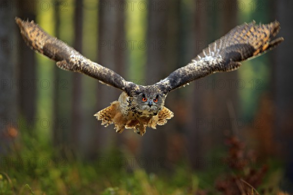 Flying Eurasian Eagle Owl with open wings, action wildlife scene from nature, Germany. Dark forest