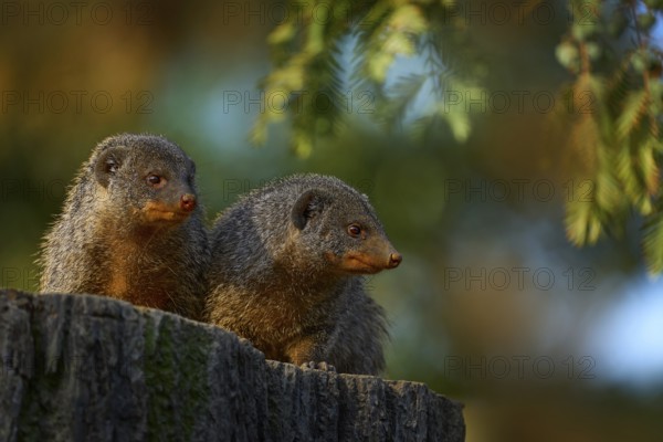Banded mongoose, Mungos mungo, sitting tree trunk green vegetation. Wildlife from Africa. Cute