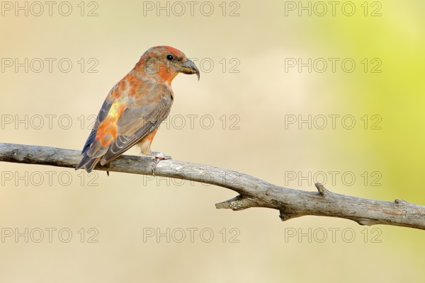 Red Crossbill (Loxia curvirostra) male perched on a branch, Andalusia, Spain