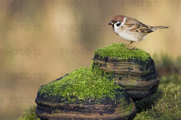 Eurasian Tree Sparrow (Passer montanus), Rhineland-Palatinate, Germany