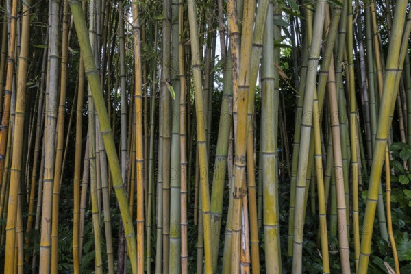 Bamboo (Phyllostachys), Lombardy, Italy
