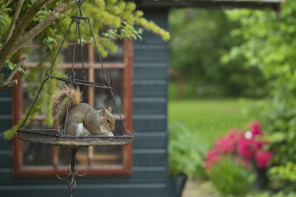 Grey squirrel (Sciurus carolinensis) adult animal feeding on seeds on an urban hanging garden bird