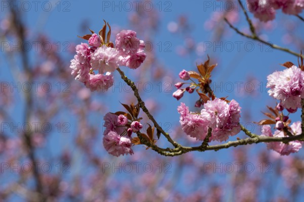 Japanese flowering cherry (Prunus serrulata), cherry blossom branch, Rombergpark, Dortmund, North