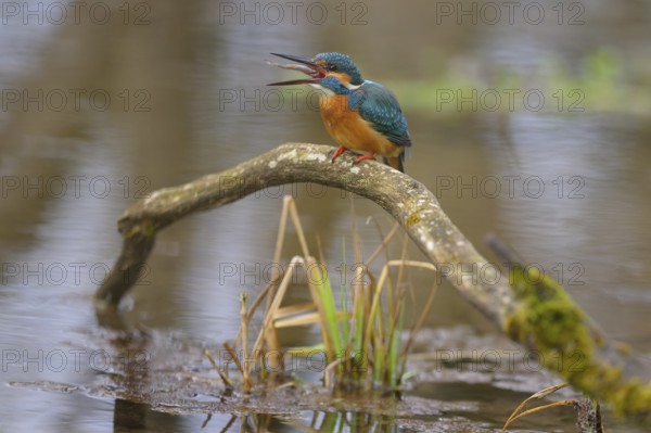 Kingfisher (Alcedo atthis), devouring a fish caught on a moss-covered branch in the water,