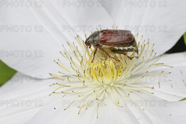 Cockchafer, field cockchafer (Melolontha melolontha), female on a clematis flower, Wilnsdorf, North