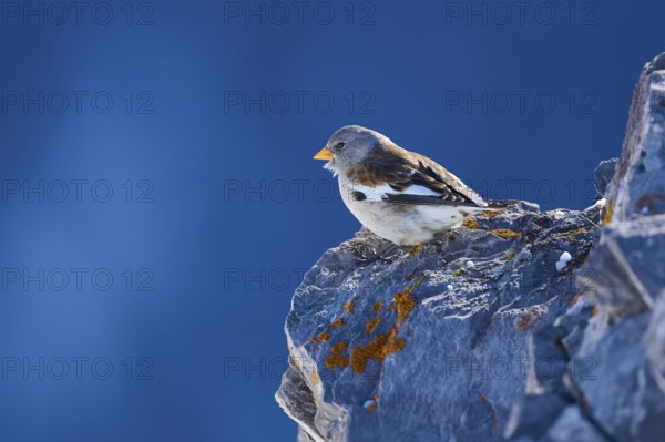 Snowfinch (Montifringilla nivalis), a bird sits peacefully on a rock in front of a blue sky, Gemmi