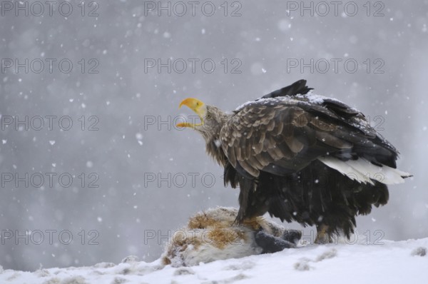 White-tailed Eagle (Haliaeetus albicilla) calling, Norway