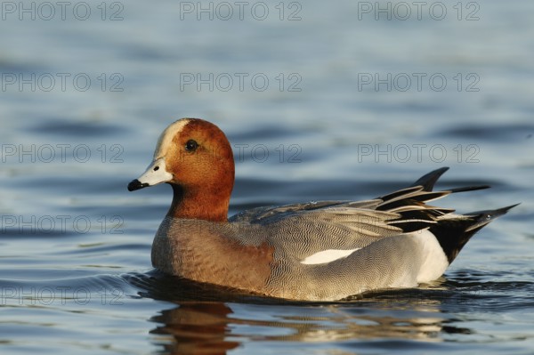 Eurasian Wigeon (Mareca penelope) male, Arizona, USA