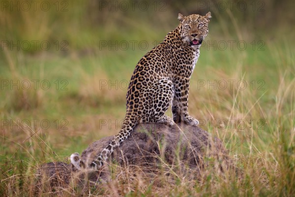 Uganda wildlife. Leopard, Panthera pardus shortidgei, hidden head portrait in the nice orange