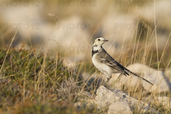 White Wagtail - Bachstelze - Motacilla alba ssp. alba, Croatia
