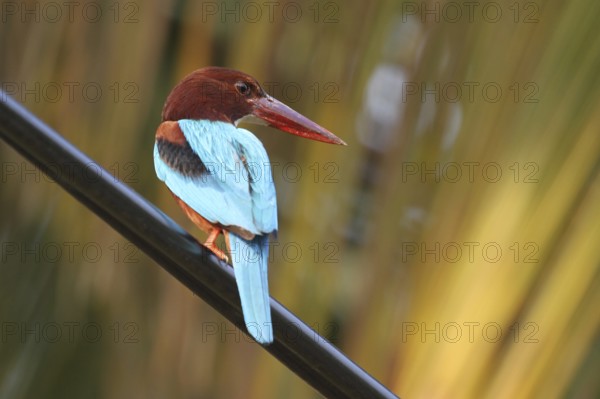 White-throated Kingfisher (Halcyon smyrnensis), Negombo, Sri Lanka