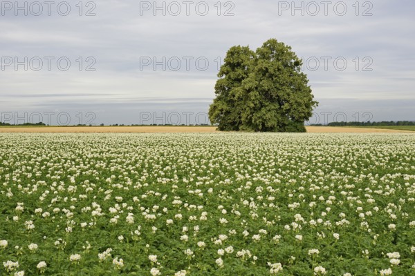 Deciduous trees, lime tree (Tilia) in a field with potato plants (Solanum tuberosum) at flowering
