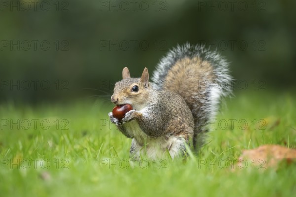 Grey squirrel (Sciurus carolinensis) adult animal feeding on a Horse chestnut tree nut or conker in