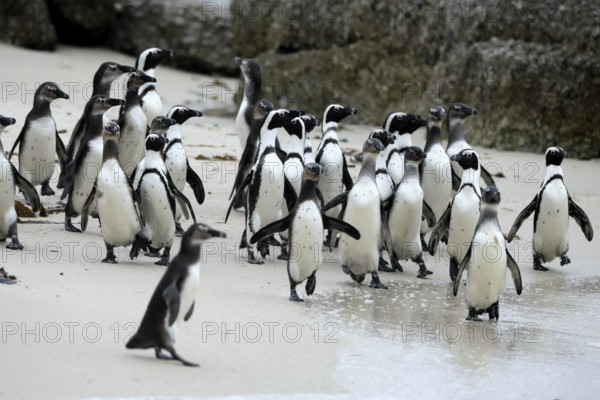 African penguin (Spheniscus demersus), adult, group, beach, Boulders Beach, Simonstown, Western