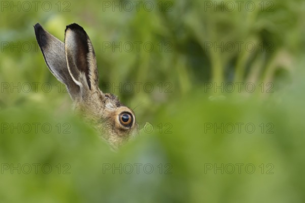 European brown hare (Lepus europaeus) adult animal in a farmland sugar beet crop, England, United