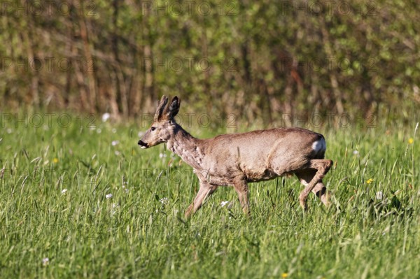 European roe deer (Capreolus capreolus), roebuck with bast horns running across a meadow in the