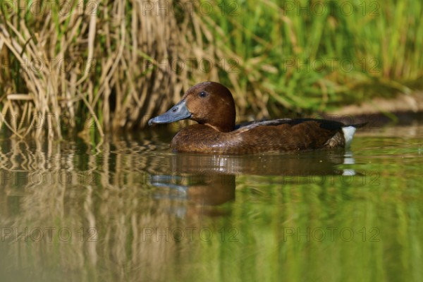 Brown duck moving calmly through shallow water, grass in the background, Ferruginous Duck (Aythya
