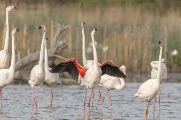 A flamingo opens its wings and highlights its magnificent plumage. The scene captures the essence