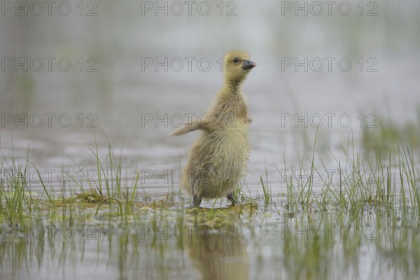 Graugans Kücken (Anser anser) Greylag Goose Chicks
