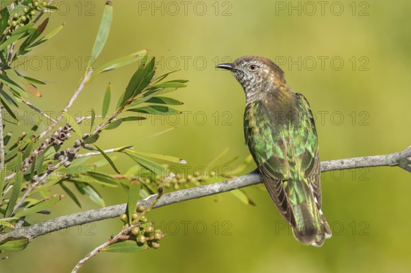 Shining Bronze Cuckoo (Chrysococcyx lucidus), Victoria, Australia