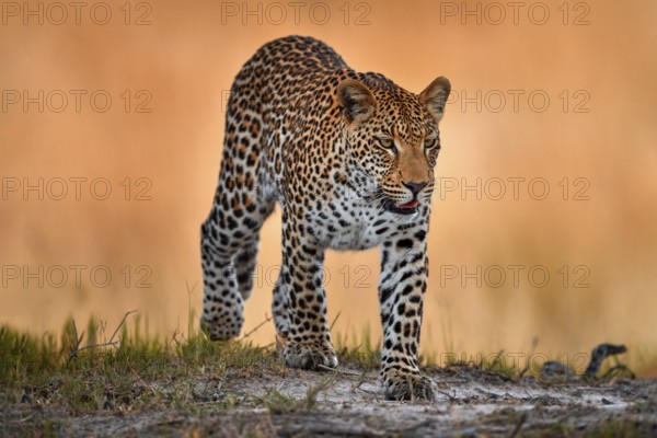 Leopard golden grass sunset, Savuti, Chobe NP, in Botswana, Africa. Big spotted cat in the wild