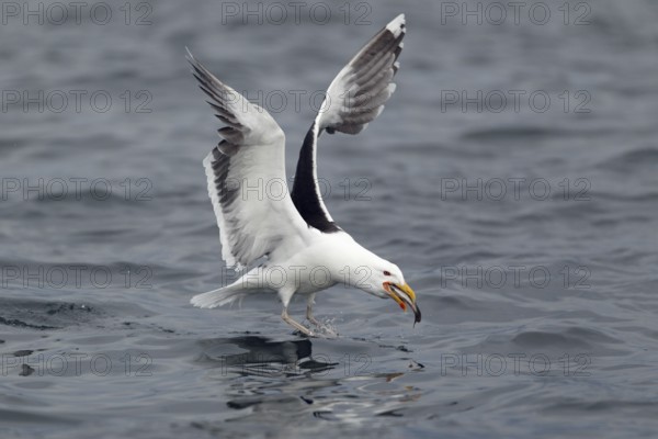 Mantelmöwe; lat. Larus marinus; nimmt im Flug von der Wasseroberfläche einen Fisch auf;
