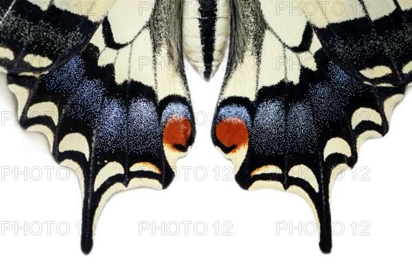Old World Swallowtail ~ wings detail ~ Galicia, Spain