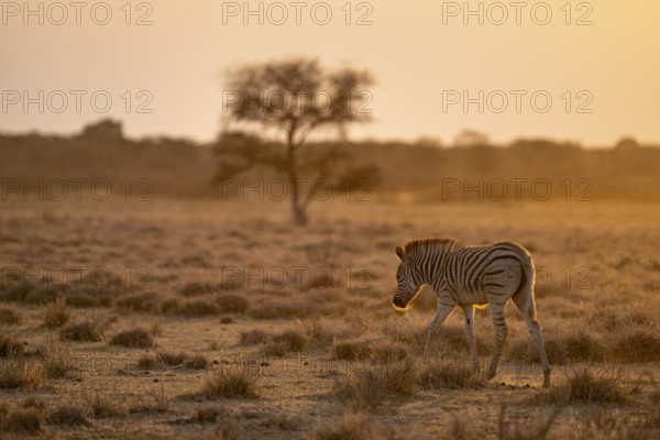 Plains zebra (Equus quagga), young animal, in dry savannah, in the evening light, Kruger National
