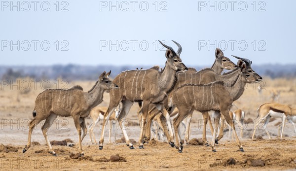 Greater kudu (Tragelaphus strepsiceros), group, drinking at waterhole, Nxai Pan National Park,