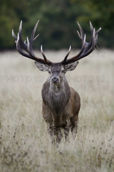 Capital stag... Red deer (Cervus elaphus) with impressive, far-reaching mighty antlers, 18-pointer,
