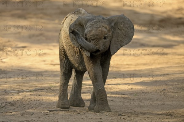 African elephant (Loxodonta africana), young animal, sniffing, trunk, dried up riverbed, Kruger,