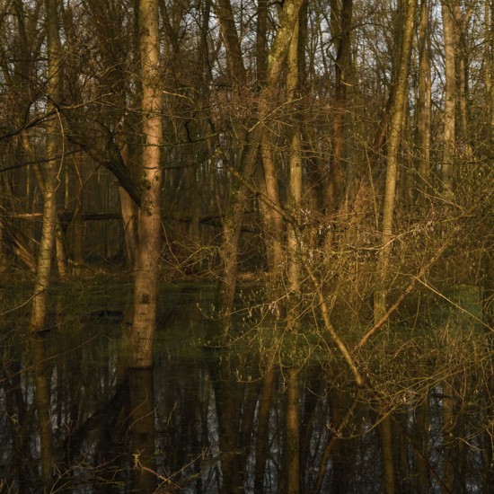 At high water levels... near-natural marshy forest, alluvial forest with alders, poplars, ash trees