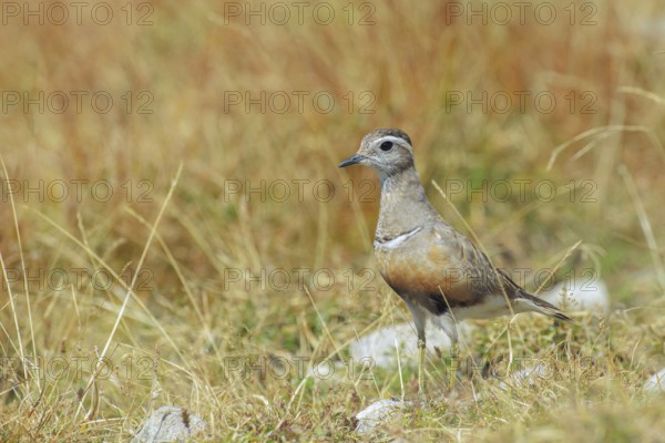 Eurasian Dotterel (Charadrius morinellus) male, Abruzzo, Italy