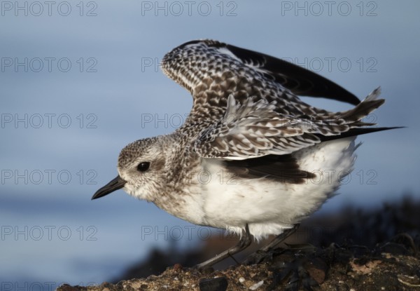 Grey Plover (Pluvialis squatarola), Schleswig-Holstein, Germany