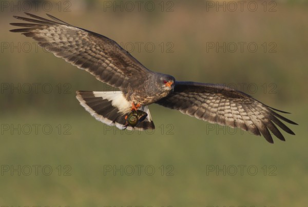 Snail Kite (Rostrhamus sociabilis) male flying with snail in its claws, Florida, USA