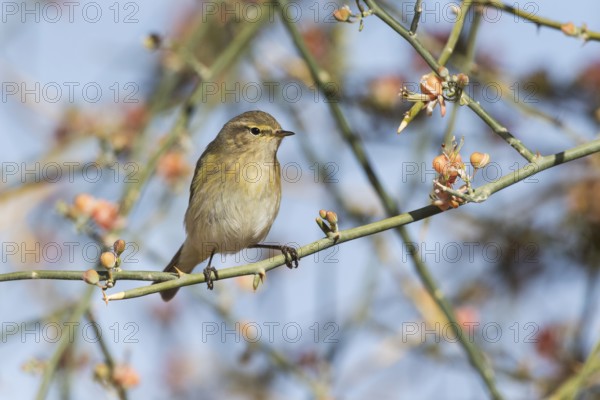 Common Chiffchaff (Phylloscopus collybita) perched on a branch, Eilat, Israel