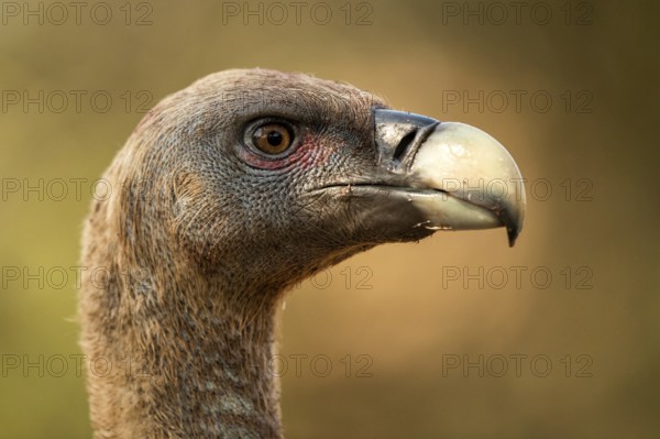 Griffon Vulture (Gyps fulvus), Extremadura, Spain