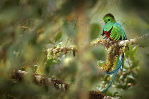 Resplendent Quetzal, Savegre in Costa Rica with green forest in background. Magnificent sacred