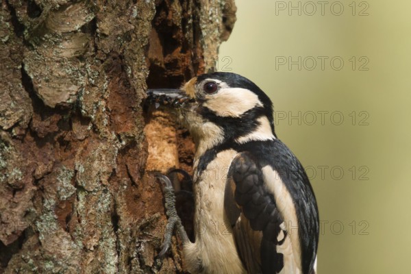 Great Spotted Woodpecker (Dendrocopos major) female feeds juvenile in breeding cavity, Utrecht,