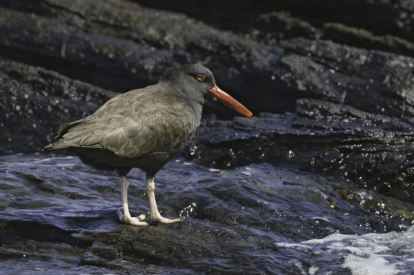 Blackish Oystercatcher (Haematopus ater), Falkland Islands